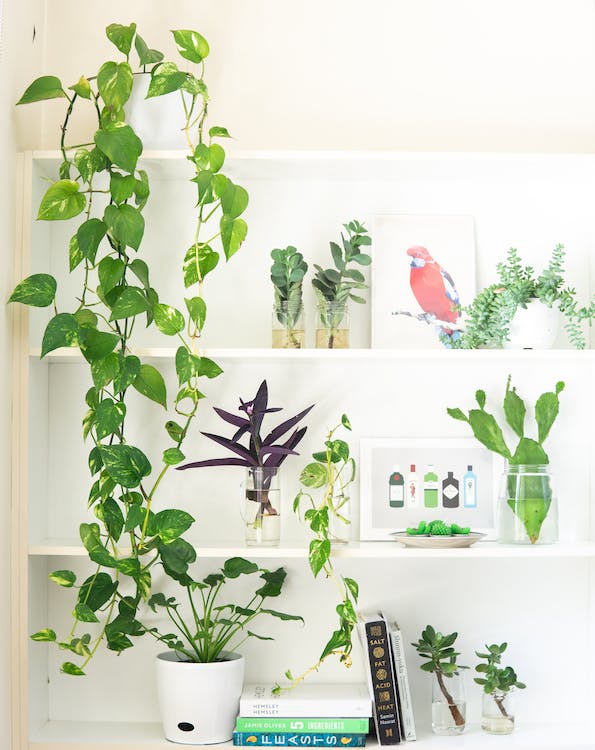 Going green at home - why it can be a good idea to put down some roots and make your small apartment a garden-image02