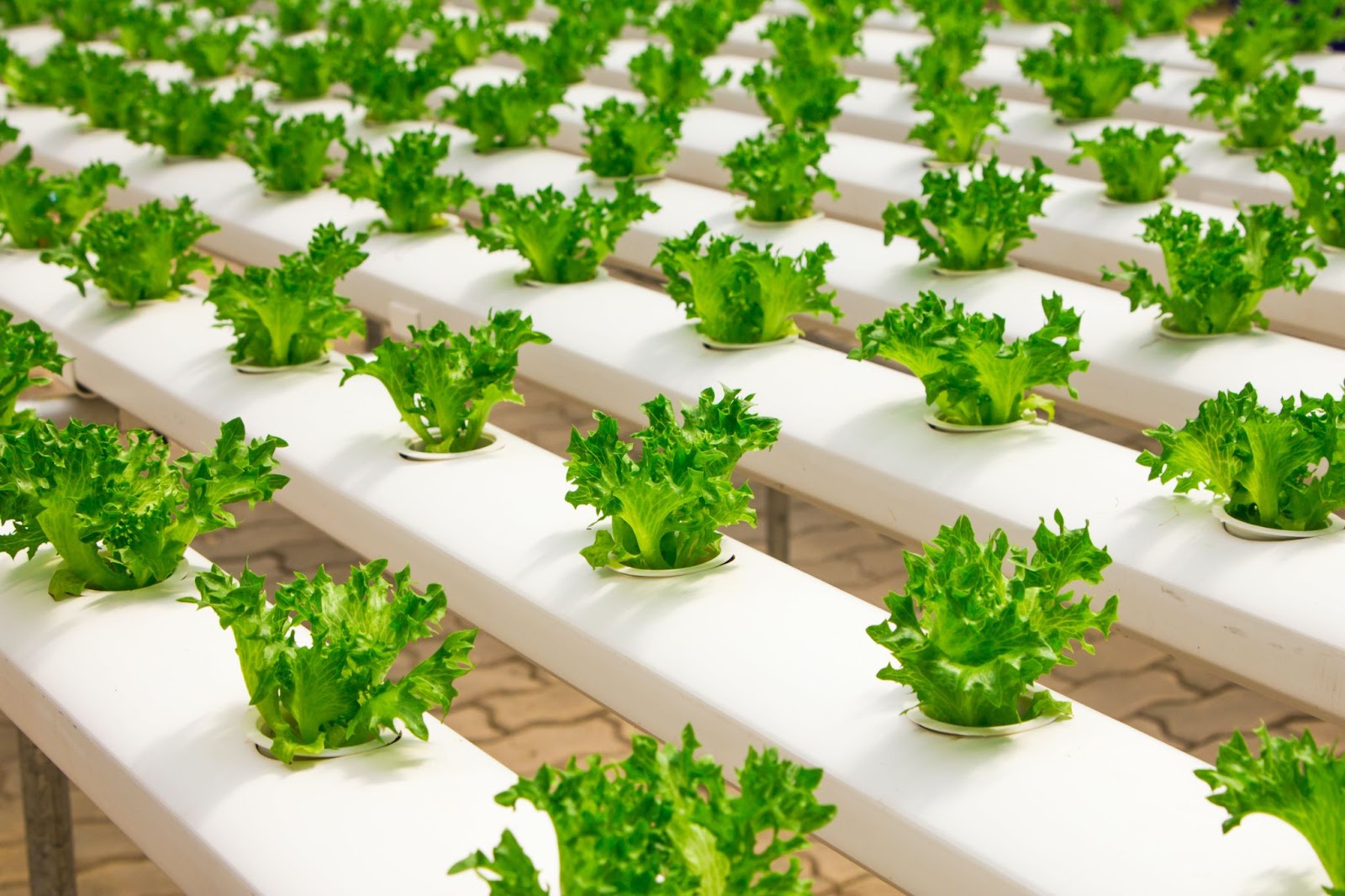 AI grows green thumbs as tech meets tradition in agriculture in 2024 as University at Buffalo researchers AI-enhanced indoor farming