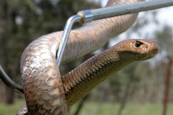Brown snake falls off of roof of Queensland home - so it’s time to remind everyone that there are better ways of protecting yourself against them