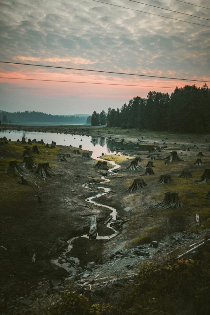 Burger King Linked to a Whopping Million-Plus Acres of Deforestation